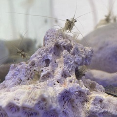 【海水】イソスジエビ1cm〜2cm
