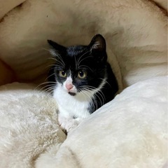 白黒ハチワレ●メス