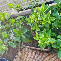 クチナシ植木ごと★花言葉「とても幸せ」「喜びを運ぶ」「優雅」 　11の画像