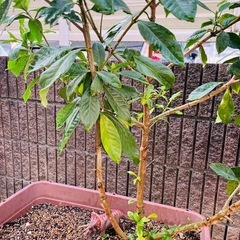 クチナシ植木ごと★花言葉「とても幸せ」「喜びを運ぶ」「優雅」 　11の画像