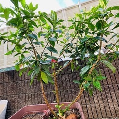 クチナシ植木ごと★花言葉「とても幸せ」「喜びを運ぶ」「優雅」 　11の画像