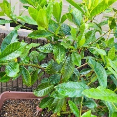 クチナシ植木ごと★花言葉「とても幸せ」「喜びを運ぶ」「優雅」 　11の画像
