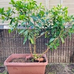 クチナシ植木ごと★花言葉「とても幸せ」「喜びを運ぶ」「優雅」 　11