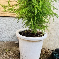 本格クリスマスツリー★ ゴールドクレスト植木ごと 11の画像