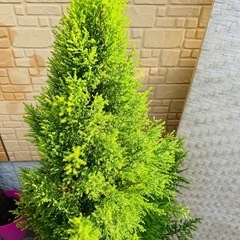 本格クリスマスツリー★ ゴールドクレスト植木ごと 11の画像