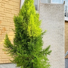 本格クリスマスツリー★ ゴールドクレスト植木ごと 11の画像