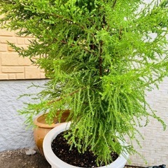 本格クリスマスツリー★ ゴールドクレスト植木ごと 11の画像
