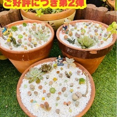 【令和クリスマス★新提案★】多肉盆栽(宝石鉢-クリスマスver....
