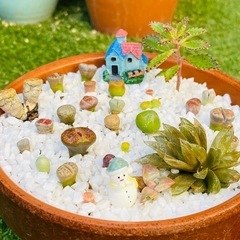 令和クリスマス★新提案★】多肉盆栽(宝石鉢-クリスマスver.-)サイズ中⑤の画像