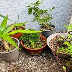 【超お得★先着1名限り】観葉植物5点セット⑧の画像