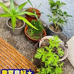 【超お得★先着1名限り】観葉植物5点セット⑧