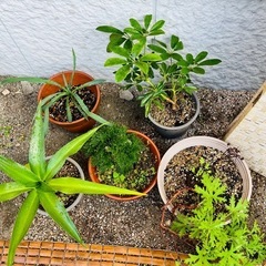 【超お得★先着1名限り】観葉植物5点セット⑧の画像