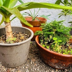 【超お得★先着1名限り】観葉植物5点セット⑧の画像