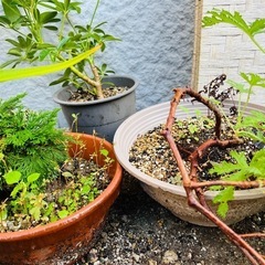 【超お得★先着1名限り】観葉植物5点セット⑧の画像