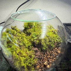 値下げ　ユキノシタ　コケテラリウム　苔リウム　植物