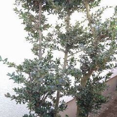 無料  庭木 