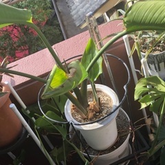 🪴【観葉植物】完売