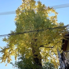 銀杏　もらってくださいの画像