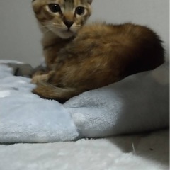 可愛いむぎわらちゃんトライアル決まりました