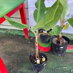 島バナナ【50センチ〜60センチほど】