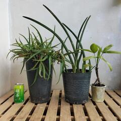 【💖Thankyou💖】🌿①植物アロエ、スタッキー、観音竹セット🌿