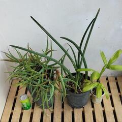 【💖Thankyou💖】🌿①植物アロエ、スタッキー、観音竹セット🌿の画像