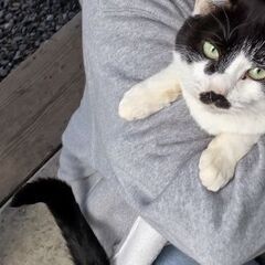 かわいいシロクロちゃん
