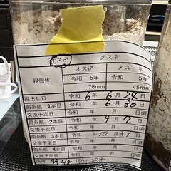 ［値下げしました］国産 オオクワガタ幼虫 オス、メス、ペアの画像