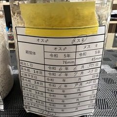 ［値下げしました］国産 オオクワガタ幼虫 オス、メス、ペアの画像