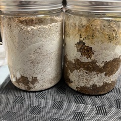 ［値下げしました］国産 オオクワガタ幼虫 オス、メス、ペアの画像