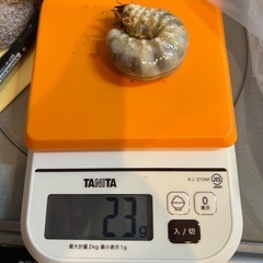［値下げしました］国産 オオクワガタ幼虫 オス、メス、ペア