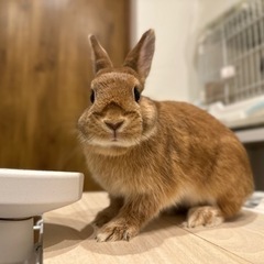 里親募集   うさぎ10ヶ月