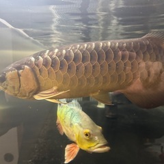 大型熱帯魚、古代魚、キクラ、ダトニオ、スネークヘッドの画像