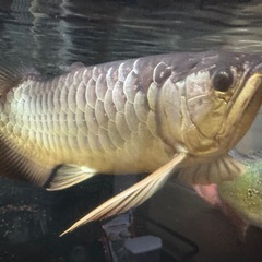 大型熱帯魚、古代魚、キクラ、ダトニオ、スネークヘッドの画像