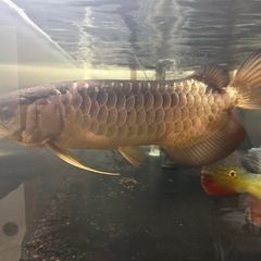 大型熱帯魚、古代魚、キクラ、ダトニオ、スネークヘッドの画像