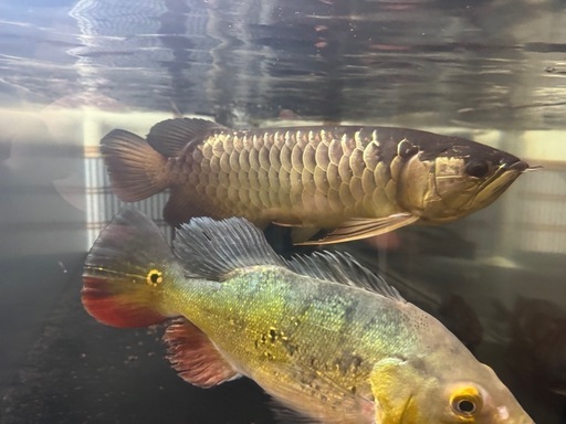 大型熱帯魚、古代魚、キクラ、ダトニオ、スネークヘッド 大型熱帯魚、古代魚、キクラ、ダトニオ、スネークヘッド