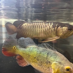 大型熱帯魚、古代魚、キクラ、ダトニオ、スネークヘッドの画像