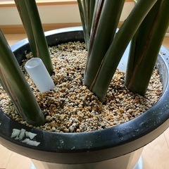 オーガスタ ストレリチア
の画像