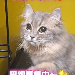 里親募集中！生後5ヶ月サイベリアン♀ブルータビー(⋈◍＞◡＜◍)。✧♡