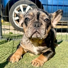 【飼い主様決まりました】フレンチブルドッグの男の子🐾