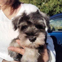 【飼い主様決まりました】ミニチュアシュナウザーの男の子✨