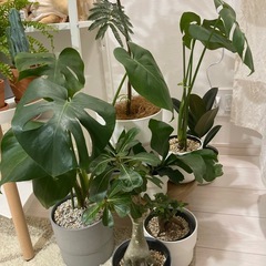 観葉植物の画像