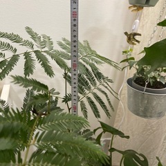 観葉植物の画像
