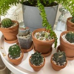 観葉植物の画像