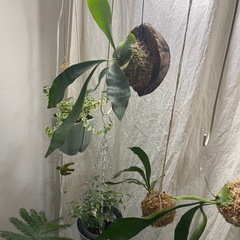 観葉植物の画像