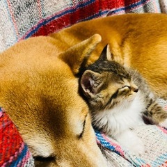 子猫に会いたい人や、子猫飼ってる人と友達になりたい🐈
