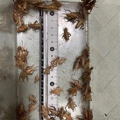 ヨーロッパイエコオロギM〜Lサイズ100匹(郵送不可)の画像