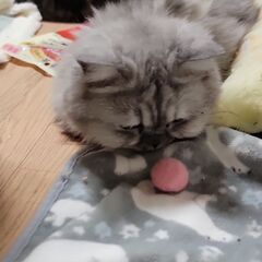 エキゾチック、ミヌエット 、ペルシャ - 長野市