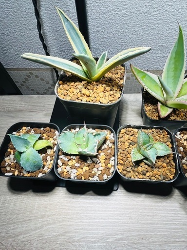 超絶破格★先着限り★【SS級！極上特選株】アガベ9点セット⑤