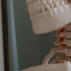人体模型